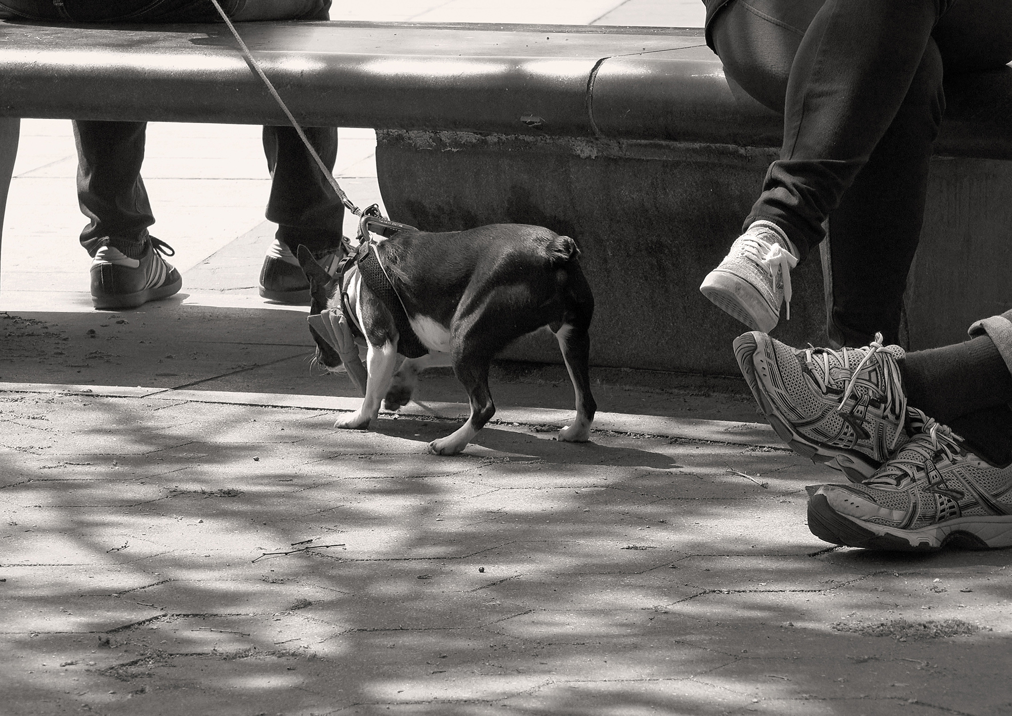 Christoph Radke, New York City, Washington Square, dogs, 2016